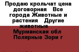 Продаю крольчат цена договорная - Все города Животные и растения » Другие животные   . Мурманская обл.,Полярные Зори г.